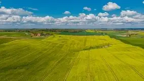 Mazurskie pola rzepaku na początku maja 2020 r. - zdjęcie 1