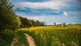 Mazurskie pola rzepaku na początku maja 2020 r. - zdjęcie 6