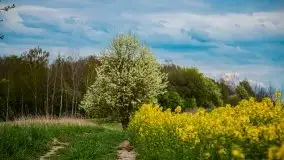 Mazurskie pola rzepaku na początku maja 2020 r. - zdjęcie 33