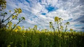 Mazurskie pola rzepaku na początku maja 2020 r. - zdjęcie 30