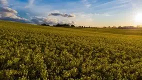 Złoto w kolorach słońca i rzepaku, maj 2020.r - zdjęcie 2