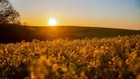 Złoto w kolorach słońca i rzepaku, maj 2020.r - zdjęcie 26