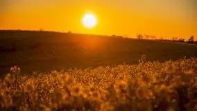 Złoto w kolorach słońca i rzepaku, maj 2020.r - zdjęcie 20