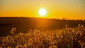 Złoto w kolorach słońca i rzepaku, maj 2020.r - zdjęcie 43