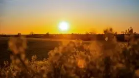 Złoto w kolorach słońca i rzepaku, maj 2020.r - zdjęcie 46