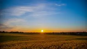 Złoto w kolorach słońca i rzepaku, maj 2020.r - zdjęcie 18