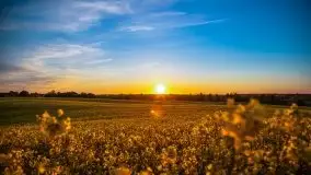 Złoto w kolorach słońca i rzepaku, maj 2020.r - zdjęcie 1