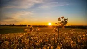 Złoto w kolorach słońca i rzepaku, maj 2020.r - zdjęcie 53