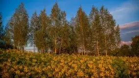 Złoto w kolorach słońca i rzepaku, maj 2020.r - zdjęcie 35