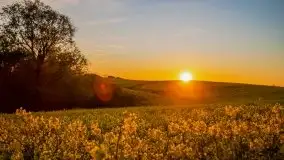 Złoto w kolorach słońca i rzepaku, maj 2020.r - zdjęcie 58