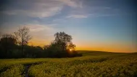 Złoto w kolorach słońca i rzepaku, maj 2020.r - zdjęcie 41