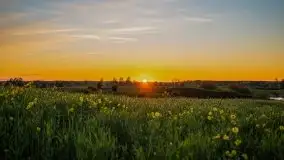 Złoto w kolorach słońca i rzepaku, maj 2020.r - zdjęcie 38