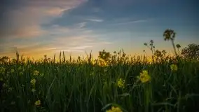 Złoto w kolorach słońca i rzepaku, maj 2020.r - zdjęcie 45