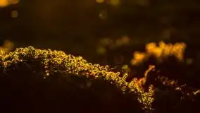 Kolejny raz magia zachodu słońca, okolice jez. Jagodne - zdjęcie 31