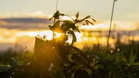Zachód słońca, plaża Bogacko, jezioro Dejguny - zdjęcie 19