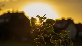 Zachody słońca na Mazurach, lipiec 2020 - zdjęcie 16