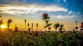 Lipcowe Mazury według Staszka Sielewicza - zdjęcie 4