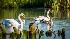 Lipcowe Mazury według Staszka Sielewicza - zdjęcie 33