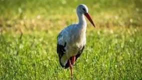 Lipcowe Mazury według Staszka Sielewicza - zdjęcie 21