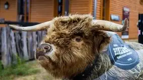 Motorcycle Event - Indian & Friends w Mrągowie - zdjęcie 34