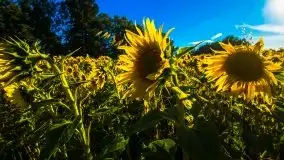 Mazurskie słońce i... słoneczniki, sierpień 2020 r. - zdjęcie 12