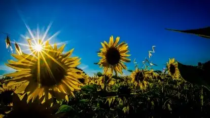 Mazurskie słońce i... słoneczniki, sierpień 2020 r.