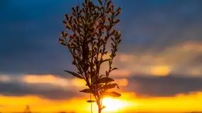 Zachód Słońca przy miejscowości Sterławki, sierpień 2020 r. - zdjęcie 3