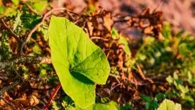 Zachód słońca nad jeziorem Dargin - zdjęcie 51