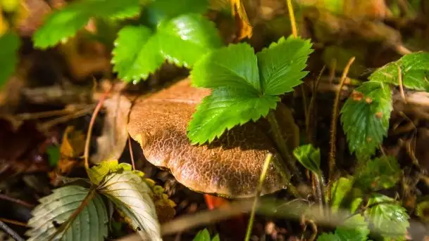 Mazurski las... i grzyby, początek września 2020 r. - zdjęcie 3