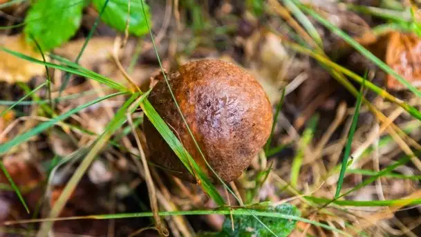 Mazurski las... i grzyby, początek września 2020 r. - zdjęcie 7