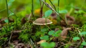 Mazurski las... i grzyby, początek września 2020 r. - zdjęcie 35