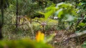 Mazurski las... i grzyby, początek września 2020 r. - zdjęcie 59