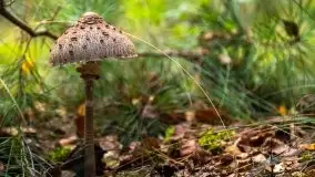 Mazurski las... i grzyby, początek września 2020 r. - zdjęcie 55