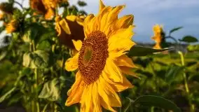 Październikowy wschód słońca nad jeziorem Kruklin - zdjęcie 38