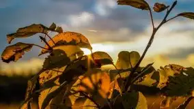 Zachód słońca nad mazurskimi polami, okolice wsi Sulimy - zdjęcie 9