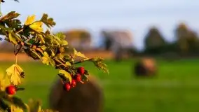 Zachód słońca nad mazurskimi polami, okolice wsi Sulimy - zdjęcie 5