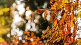 Jesienny, Mazurski las w okolicach Pieczarek - zdjęcie 2