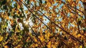 Jesienny, Mazurski las w okolicach Pieczarek - zdjęcie 29