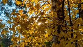 Jesienny, Mazurski las w okolicach Pieczarek - zdjęcie 43