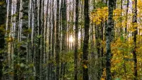 Jesienny, Mazurski las w okolicach Pieczarek - zdjęcie 50