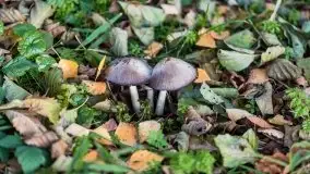 Jesiennie klimaty, Fuleda, Dziewiszewo, jezioro Dobskie - zdjęcie 34