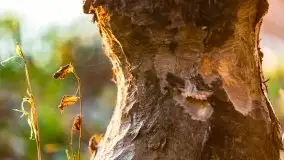 Zachód Słońca nad jeziorem Dobskim, listopad 2020 - zdjęcie 12