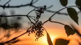 Zachód Słońca nad jeziorem Dobskim, listopad 2020 - zdjęcie 9