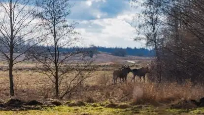 Zwierzęta złapane na Mazurach na początku 2020 roku