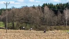 Zwierzęta złapane na Mazurach na początku 2020 roku - zdjęcie 18