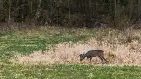 Zwierzęta złapane na Mazurach na początku 2020 roku - zdjęcie 21