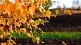 Jesień w okolicach jeziora Okrągłe, listopad 2020 - zdjęcie 21