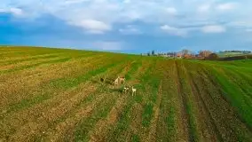 Mazurskie sarny złapane z lotu ptaka, listopad 2020 r. - zdjęcie 18