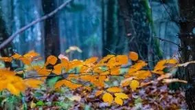 Las miejski w Giżycku, listopad 2020 r. - zdjęcie 16