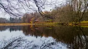 Las miejski w Giżycku, listopad 2020 r. - zdjęcie 19